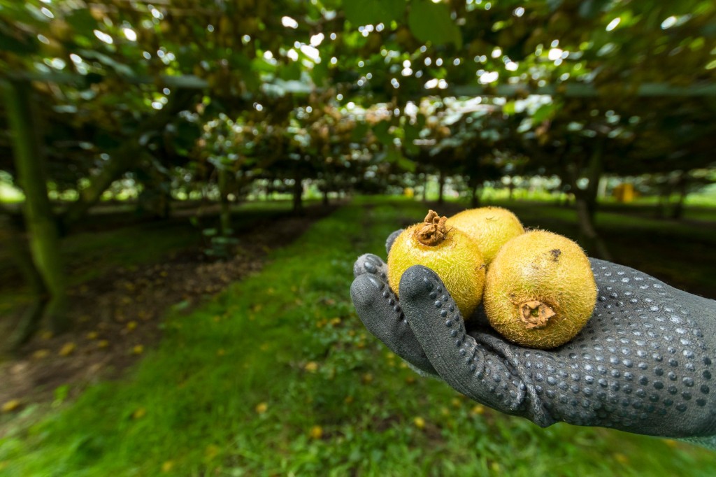 Sběr kiwi: Nový Zéland